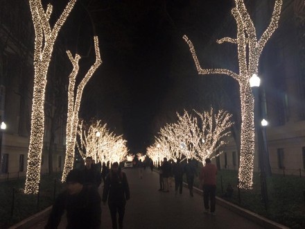Picture of lit trees for Christmas at Columbia University 